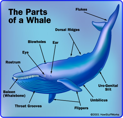 Whale evolution has allowed the animal to make a transition from the land to water. Learn about whale evolution and see a picture of whale anatomy.